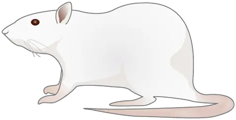 Pest Png Images Rat Png Rats Png