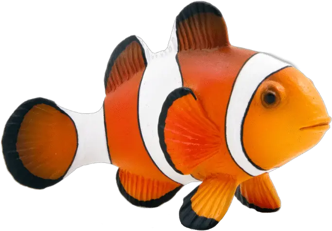 Maroon Clownfish Animal Mojo Fun 387090 Clown Fish Png Clown Fish Png Clown Transparent Background