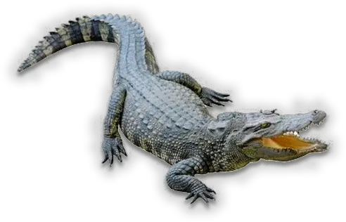Insta Gator Ranch Gator Png Gator Png