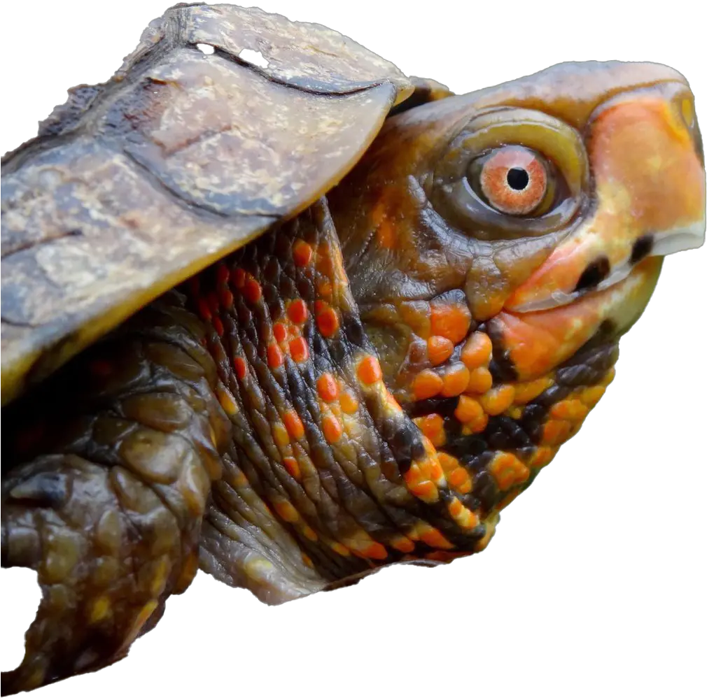 Turtle Png Pic Background Play Turtle Poking Head Out Turtle Png