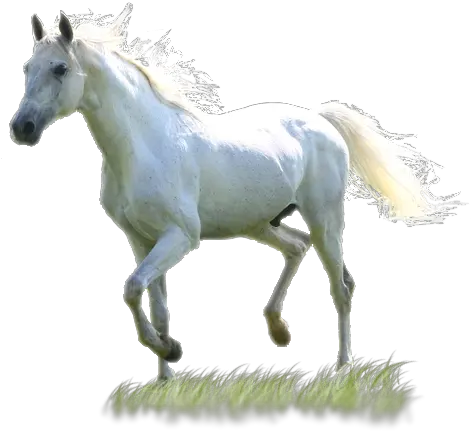 Download White Horse Png Images White Horse Png White Horse Png
