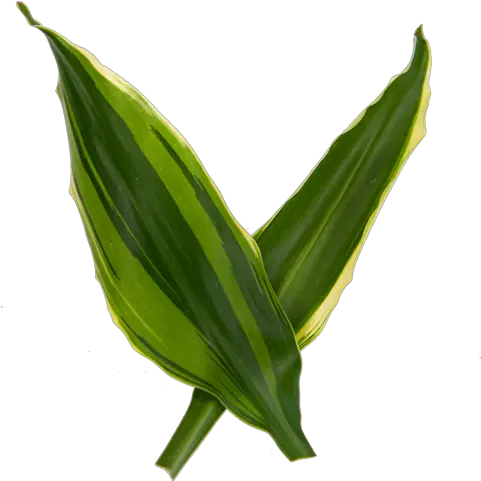 Beginneru0027s Guide To Dracaena Care Planterina Planterina Sansevieria Png Corn Plant Png