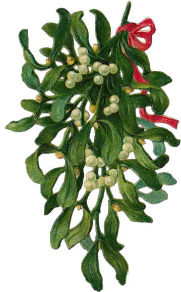 Hibiscus Flowershop Blog Kissing Under Mistletoe Santalales Png Mistletoe Png