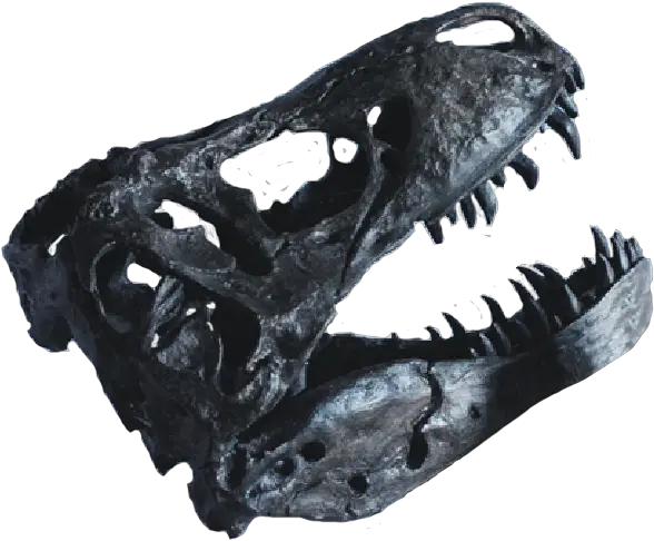 Download Hd T Skull Png Dinosaur Skull Png