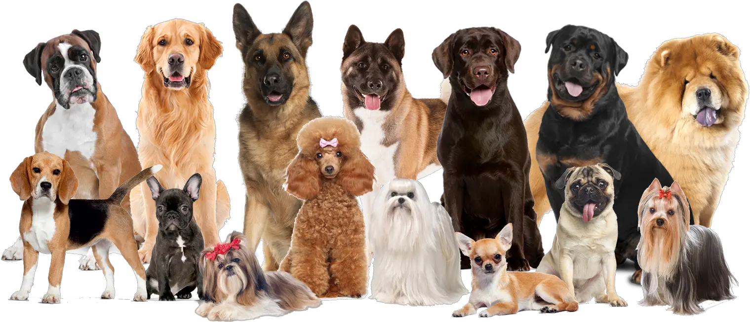 Iron Pet Grooming Salon U2013 Because Your Deserves It Dog Grooming Png Free Puppy Transparent Background