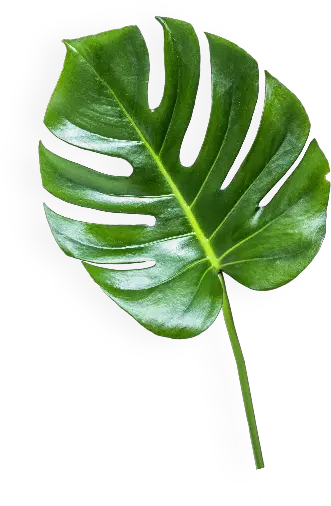 Download The Banana Leaf Transparent Background Png Image Banana Leaf Transparent Background Banana Transparent Background