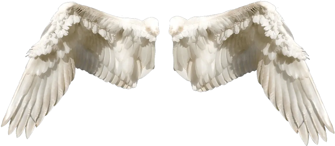 1000 Free Angel Wings U0026 Images Pixabay Sayap Peri Png Angle Wings Png