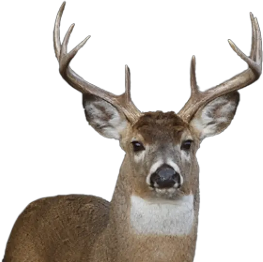 Deer Png Face Transparent Background Deer Face Png Deer Png