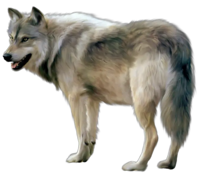 Wolf Sideview Transparent Png Wolf Png Lobo Png