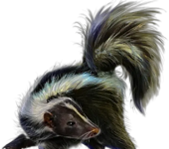 Download Skunk Png Transparent Images Skunk Png Skunk Transparent