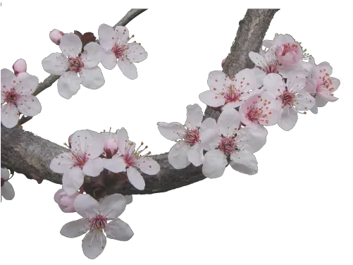 Transparent Transparent Cherry Blossom Aesthetic Png Cherry Blossoms Transparent