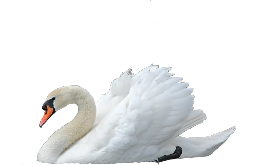 Swan Transparent Image Swan Png Swan Png