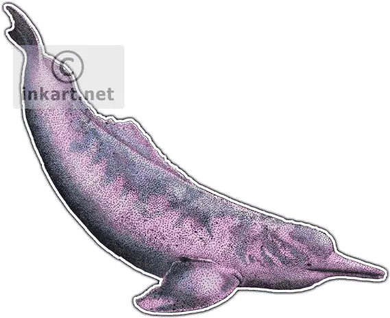 Amazon River Dolphin Decal Amazon River Dolphin No Background Png Dolphin Transparent Background