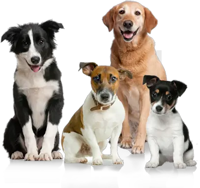 Dog Png Image Picture Download Dogs Dog Png Dog Transparent Background