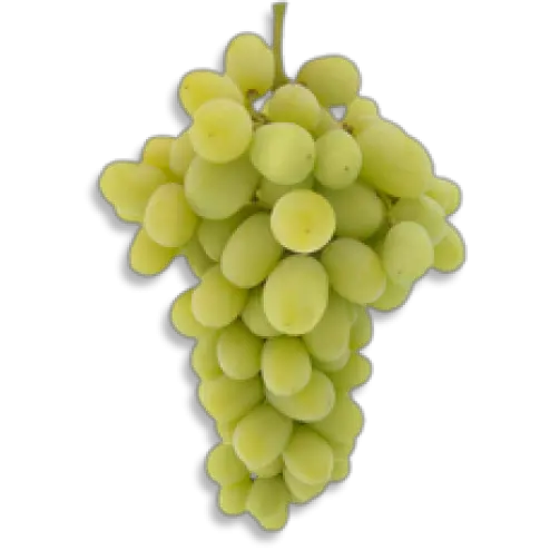 Download Green Grapes Png Pic Grape Full Size Png Image Anggur Autumn King Grapes Png