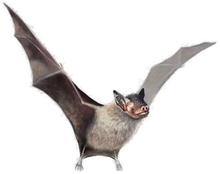 Real Bat Png Image Transparent Bumblebee Bat Bats Png