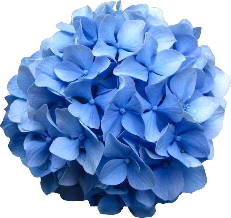 Hydrangea Periwinkle Transparent Png Hydrangea Flower Png Hydrangea Png