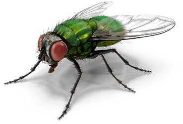 Fly Png Images Transparent Background Green Fly Png Fly Png
