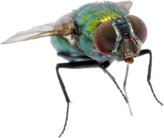 Fly Png Transparent Water Fly Fly Png