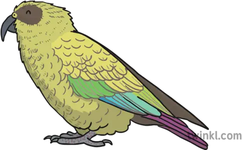 Kea Bird Illustration Twinkl Budgie Png Bird Transparent