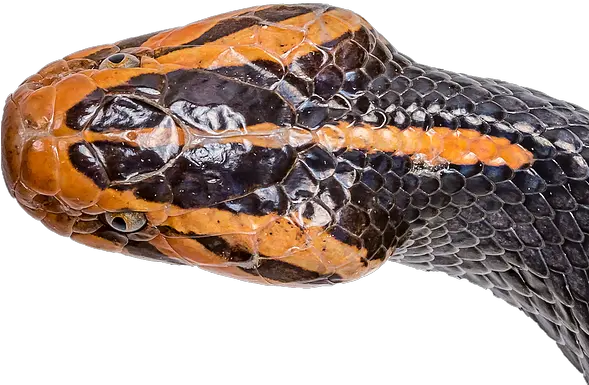 Parkinson Lab Research Snake Clemson Serpent Png Snake Scales Png