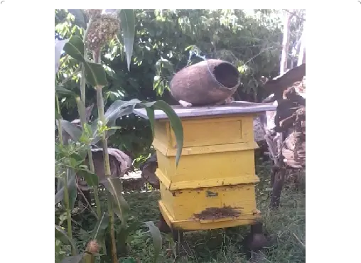 C Types And Placement Of Beehive Download Scientific Diagram Honeybee Png Beehive Png