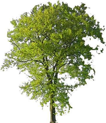 Beech Tree Transparent Background Free Png Images Beech Tree No Background Pine Tree Transparent Background