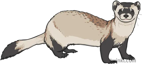 Black Footed Ferret 1 Illustration Weasel Png Ferret Png