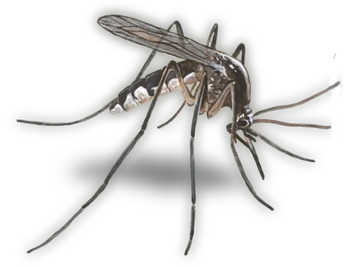 Transparent Background Png Image Mosquito Minnesota State Bird Mosquito Transparent