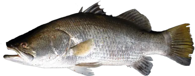 Fish Png Hd Pics User Saksham 0 Barramundi Png Bass Fish Png