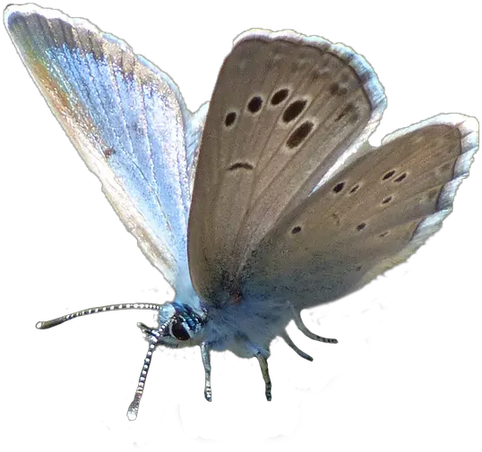 Butterflyblueblue Butterflyinsectwings Free Image From Png Blue Butterflies Png