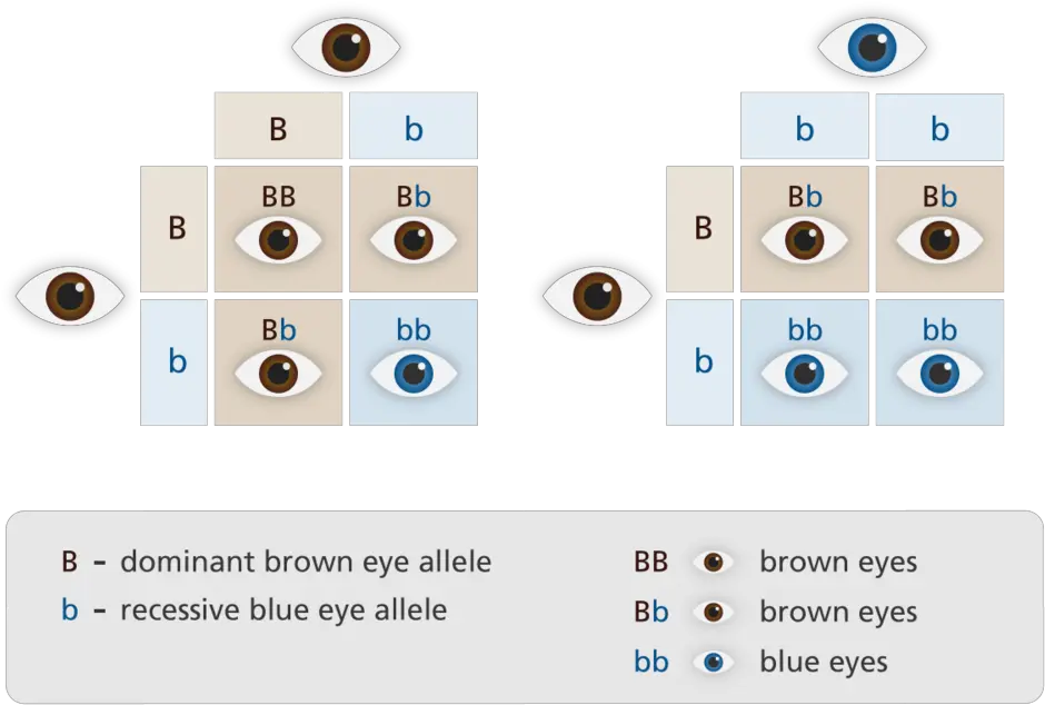 Download Image By U0026nbsp Punnett Square Eye Colour Hd Png Dominant And Recessive Glowing Eye Png