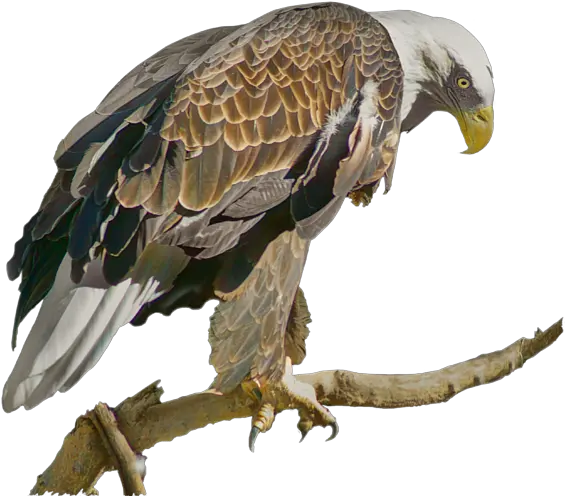 Bald Eagle Hawk Png Bald Eagle Transparent