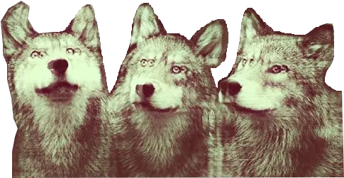 Wolf Clipart Tumblr Transparent Hipster Portadas Para Facebook Png Wolf Transparent