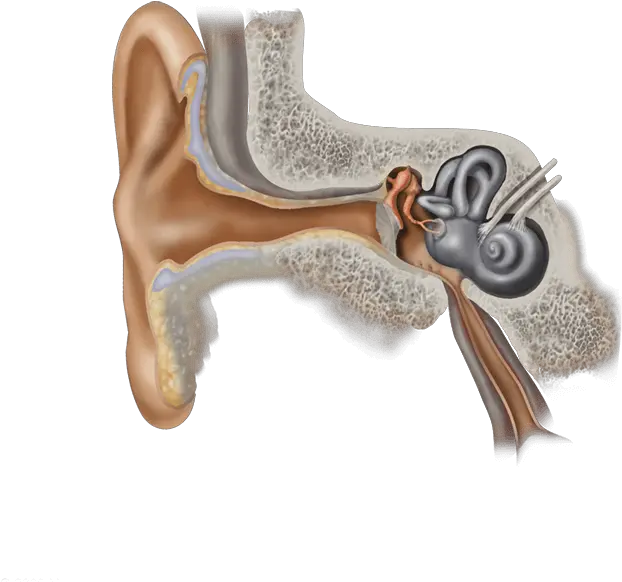 Otic Hearing U0026 Speech Ear Anatomy Png