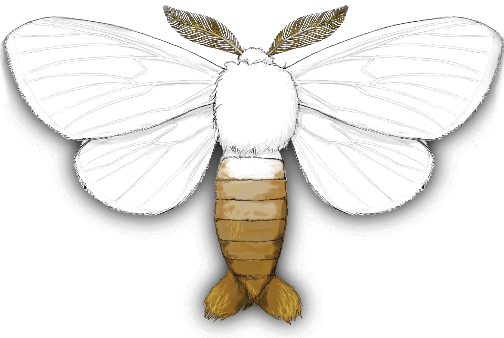 Download Gypsy Moth Lycaenid Full Size Png Image Pngkit Browntail Moth Moth Transparent Background