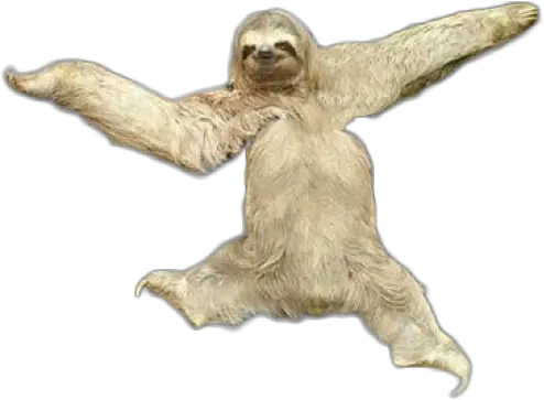 Download Sloth Png Transparent Images Sloth Sloth Png