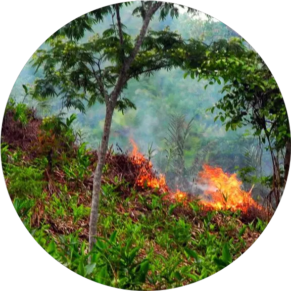 About Green Again Madagascar Woodland Png Flame Circle Png
