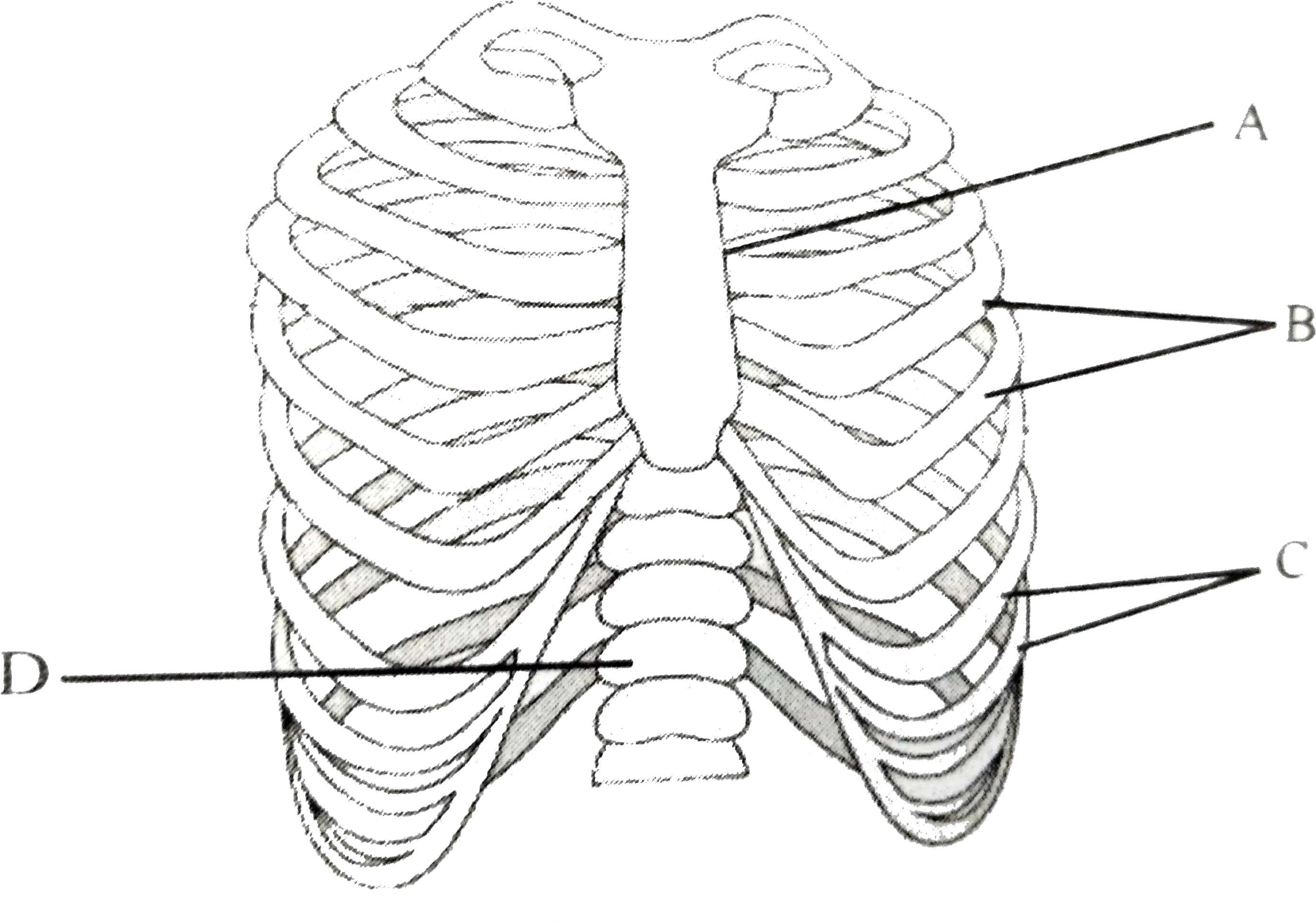 The Figure Shows Ribs And Rib Cage Labelled With Abc D Line Art Png Rib Cage Png