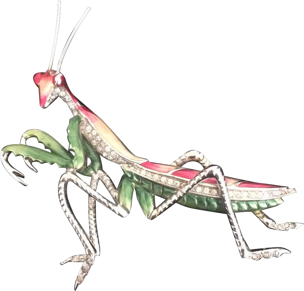 Download Preying Or Praying Mantis Whichever Way You Spell European Mantis Png Praying Mantis Png