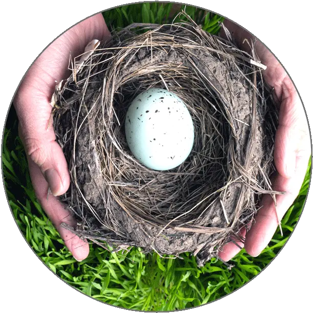 Learn French Alphabets Twig Png Nest Egg Icon