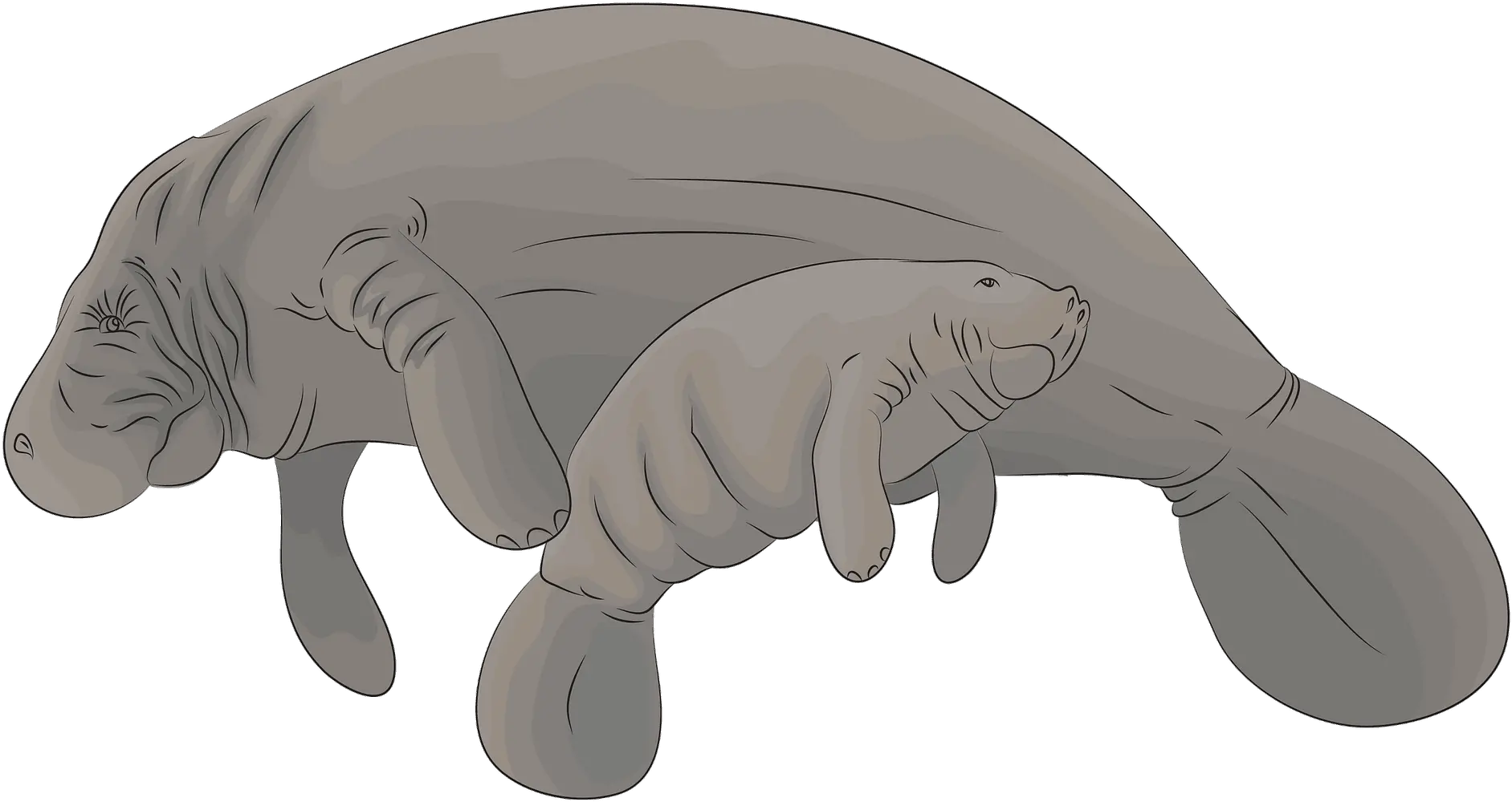 Manatee With A Cub Clipart Free Download Transparent Png Manatíes Con Cria Animado Manatee Png