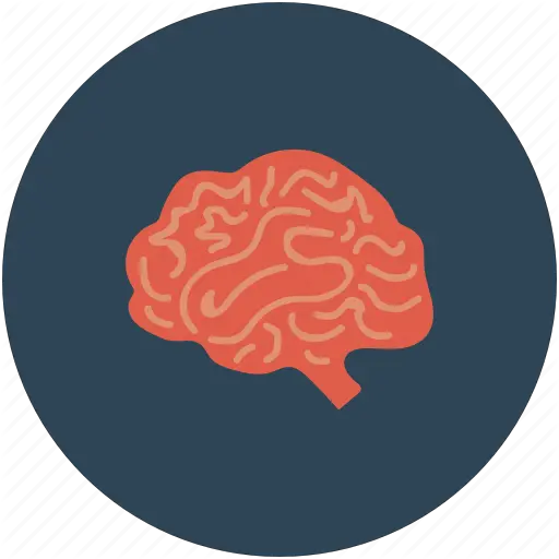 Brain Mri Ct Scan Human Brain Png Brain Icon