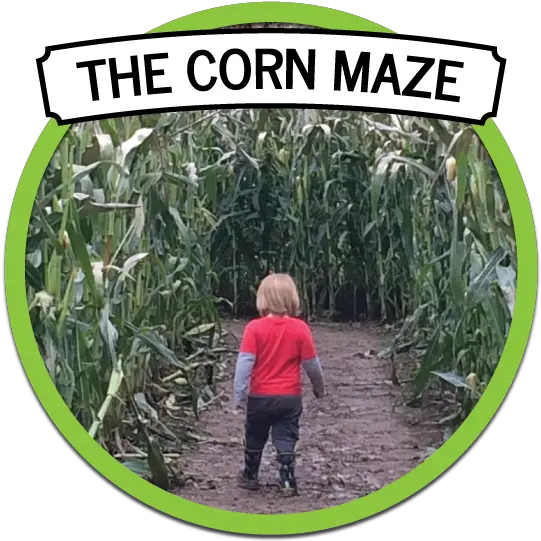 Fall Fun In Snohomish Washington Costituzione Png Corn Field Png