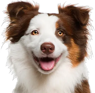 Dog Face Png Really Cute Transparent Background Dog Face Png Cute Face Png