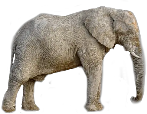Elephant Animal Africa Transparent Slon Png Elephant Transparent Background