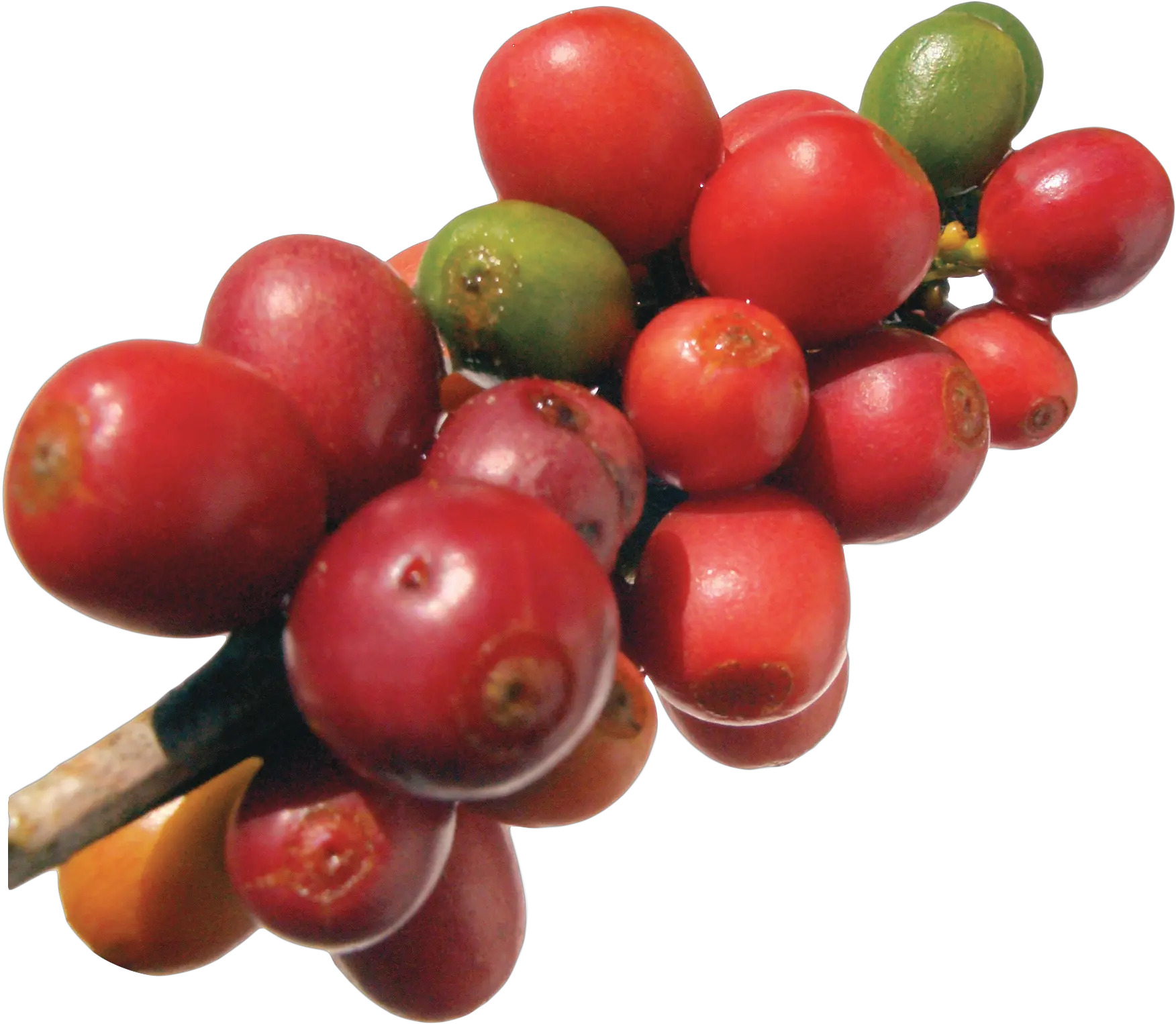 Download Coffee Plant Png Transparent Png Png Images Coffee Bean Seed Transparent Plant Transparent Background