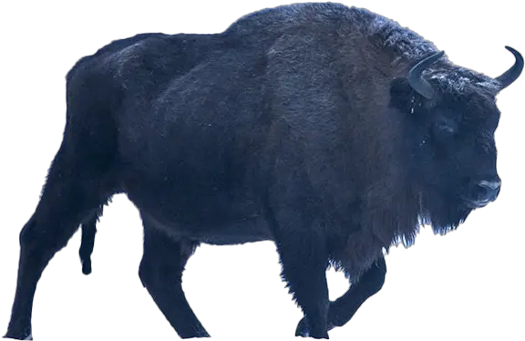 Bison Png Image Background Arts Bison Bison Png