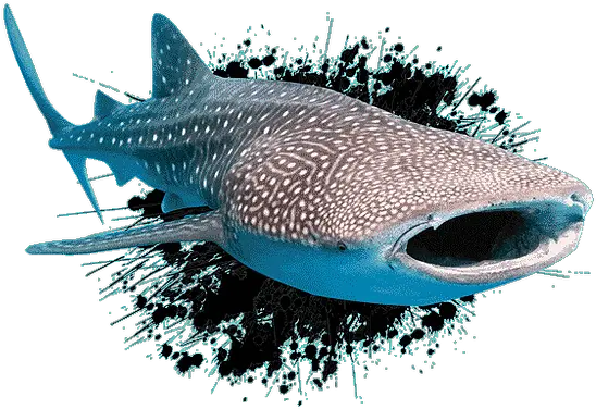 Forms Whale Shark Png Whale Shark Png