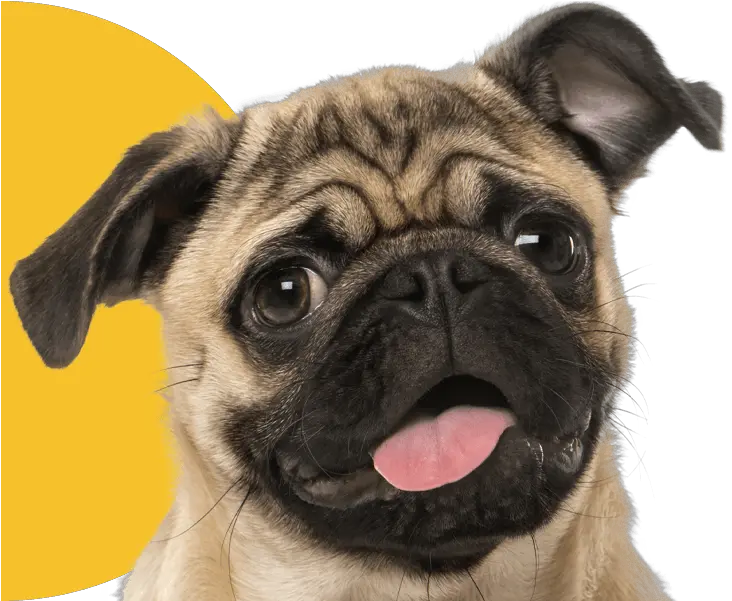 Veterinarian Fort Myers Cape Coral Lehigh Acres Cypress Pug Png Puppy Live Wallpaper Icon